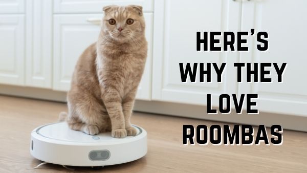 cats on Roombas