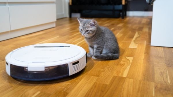 kitten looking at at a Roomba